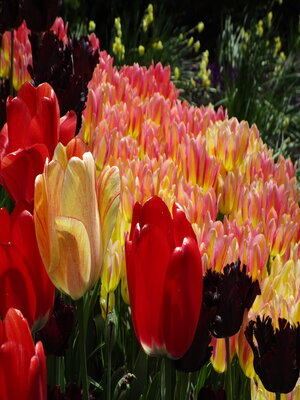 cover image of Vancouver's Spring Flowers
